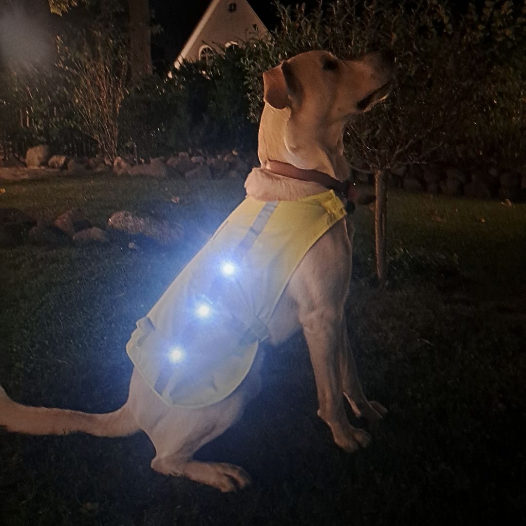 LED Hundewarnweste am Hund – Seitenansicht mit leuchtenden LEDs im Dunkeln
