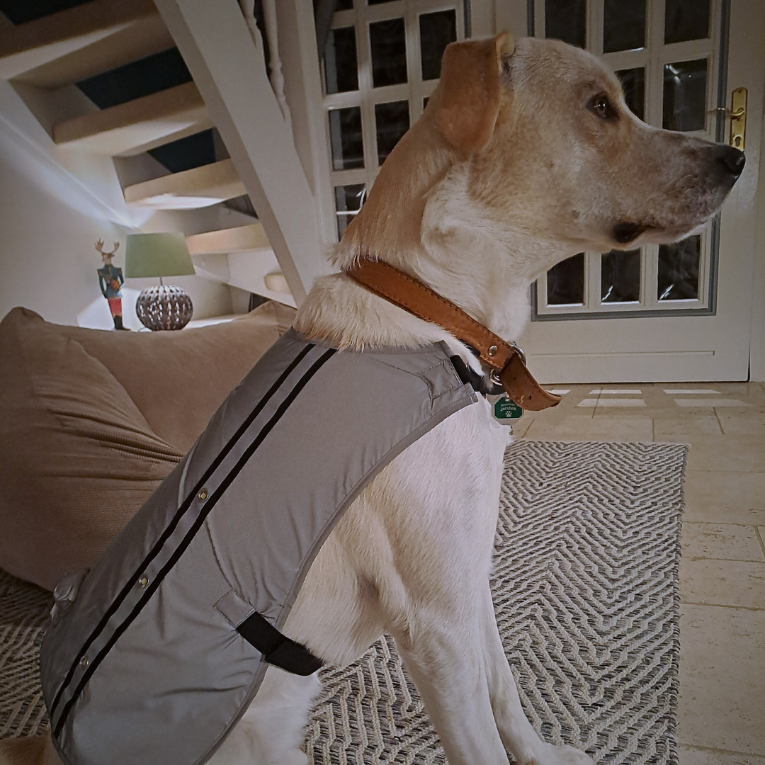 LED Hundewarnweste am Hund – Seitenansicht mit LEDs, Klettverschluss